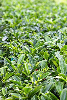 bạch thủ lô mb hôm nay