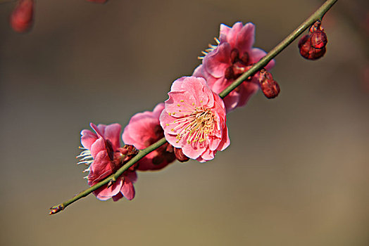 bạch thủ lô